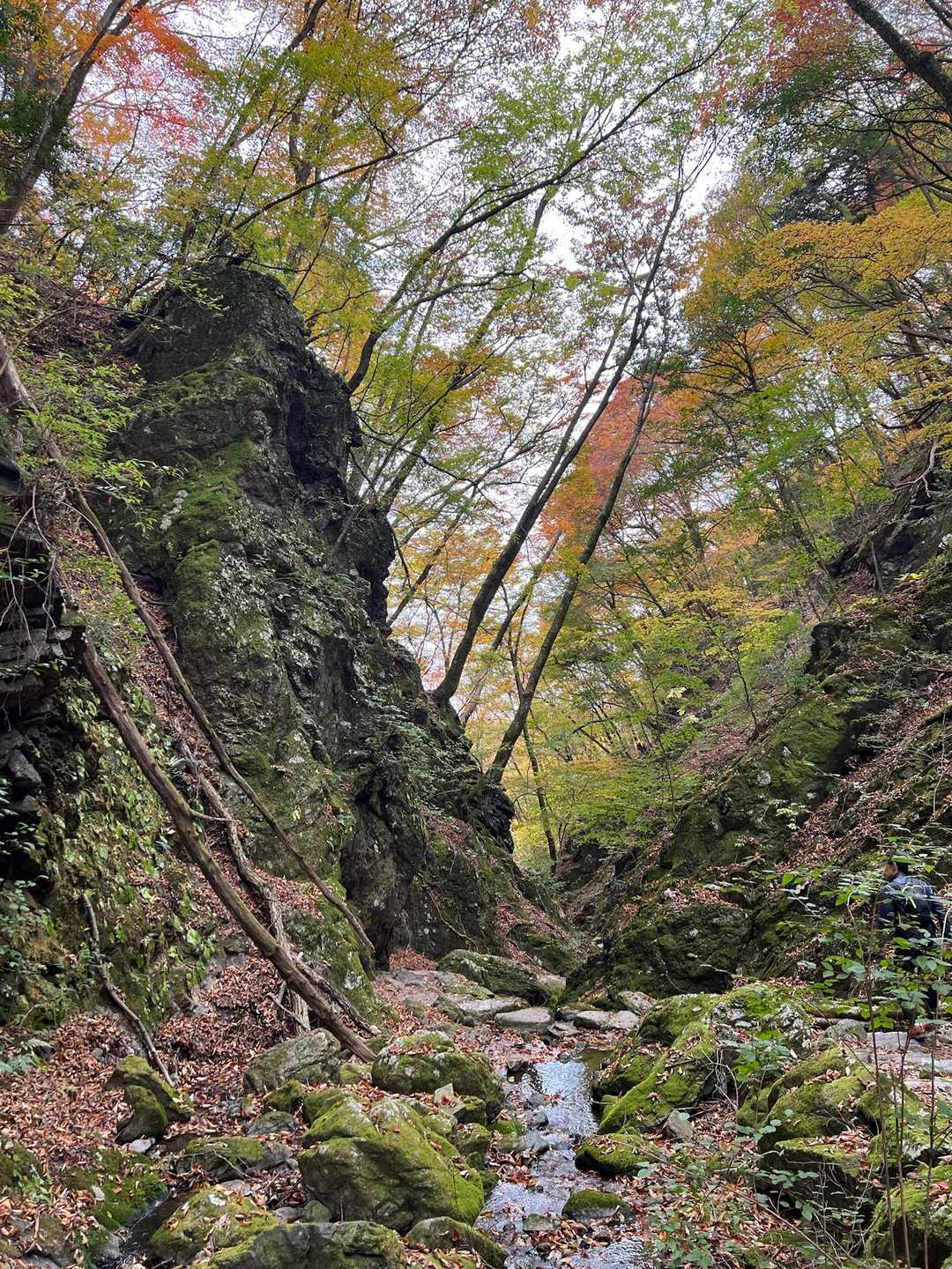 ロックガーデンも🍁