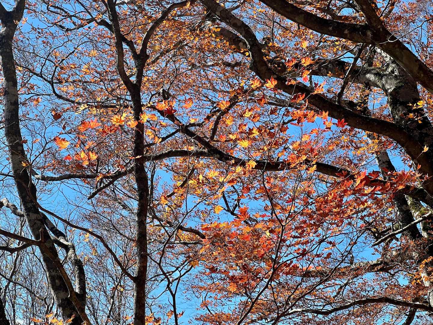 楓🍁✨