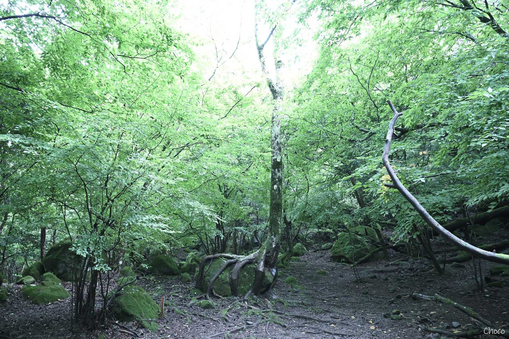 男池登山口-男池-ソババッケ-風穴-高塚山 往復コースの写真