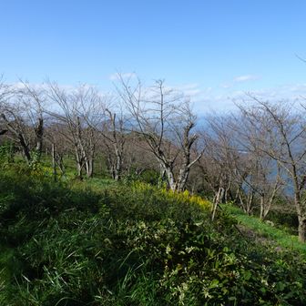 春にはお花見で賑わうのでしょうね