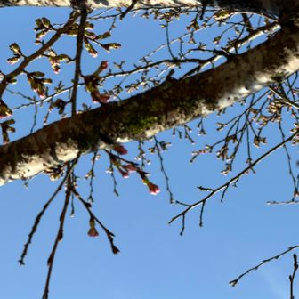 駐車場の桜はもうすぐ咲きそうです