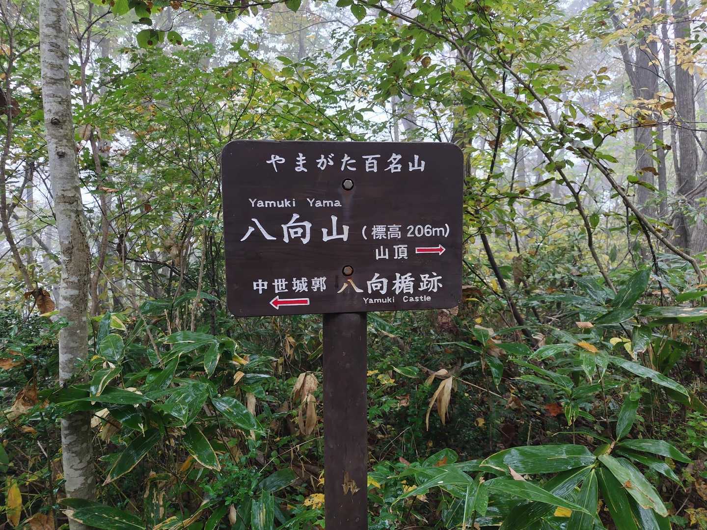 分岐
まずは山頂を目指します