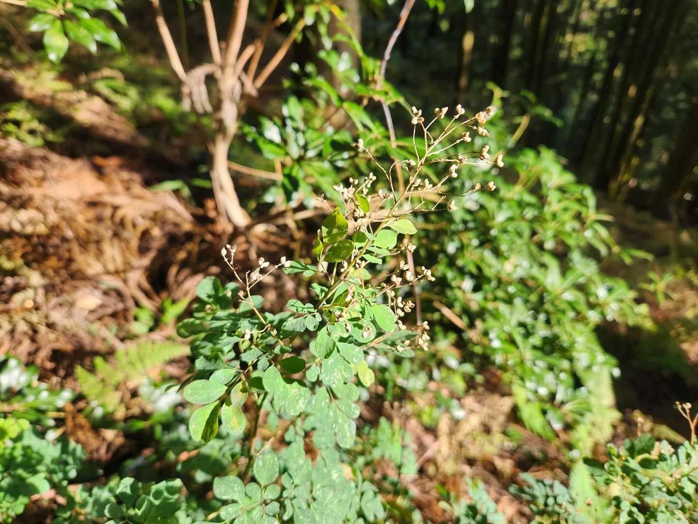 マツカゼソウの花後もいっぱい🎶