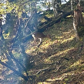 しか〜🦌

ただ、少し前に動物の鳴き声でめっちゃビビってました🫥 
鹿の声ではない。熊？何？

引き返そうか躊躇しながら進んでましたが、鹿見て癒されました。

しかも、この鹿しばらく同行してくれました😅