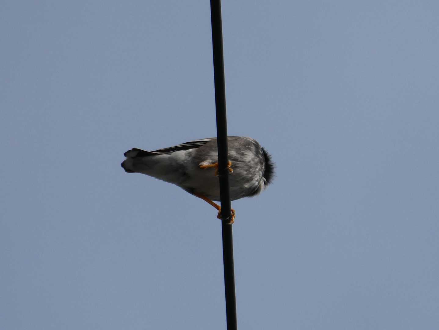 頭上ではムクちゃんが鳴いています
（ツバメさんも飛び交っていた）
