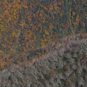 谷を挟む両山肌は日当たり温度が違うのだろうか？片側は裸のダケカンバ林、もう片側は黄葉の山肌で。。。