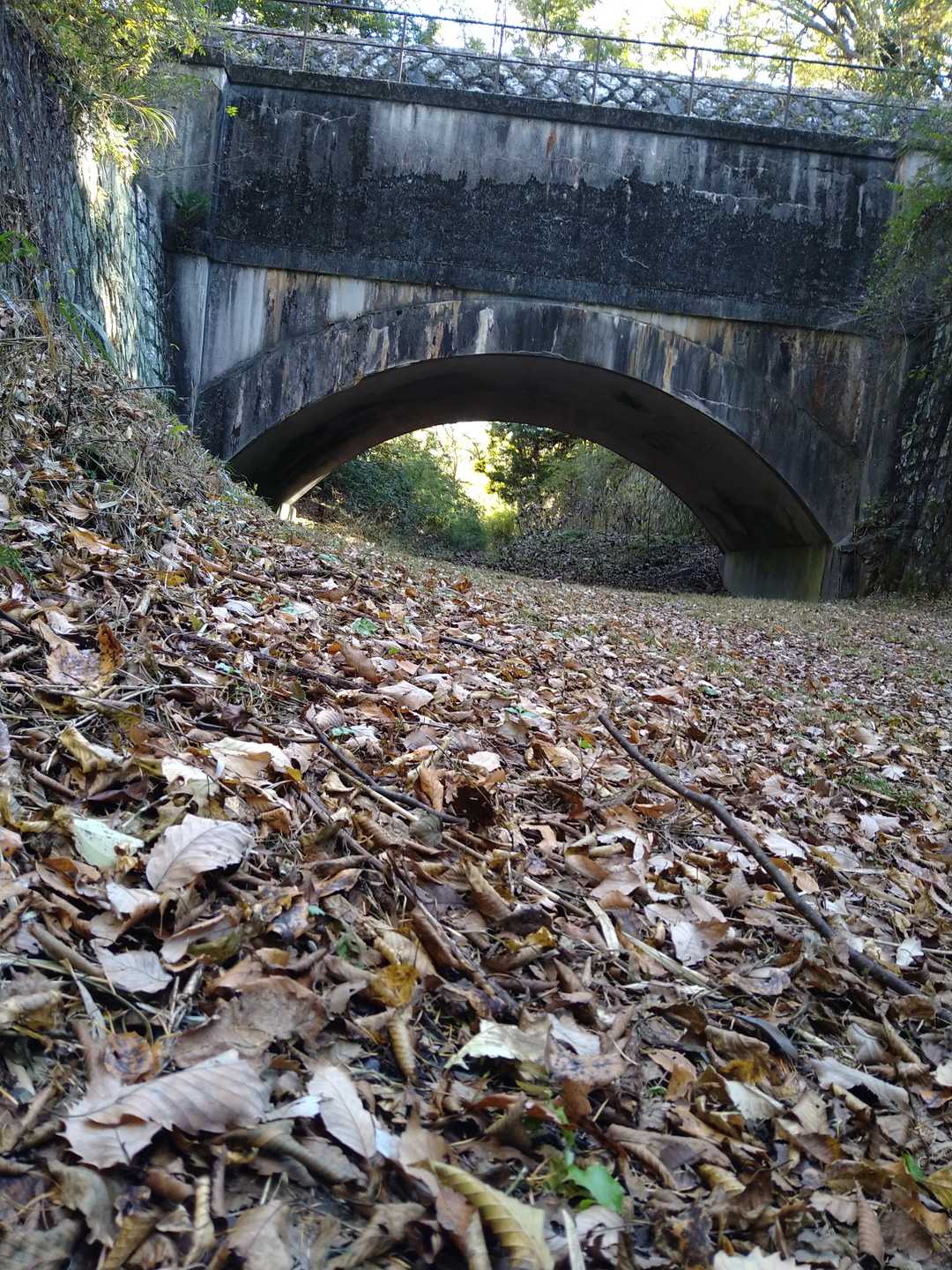 水道橋(ピーヤ)落ち葉がふかふか💕