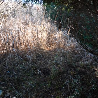 藪漕ぎですが踏み跡はあります