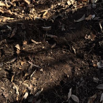 写真では分かりづらいけど
熊が掘り起こした地面に
熊の足跡🐾がはっきり