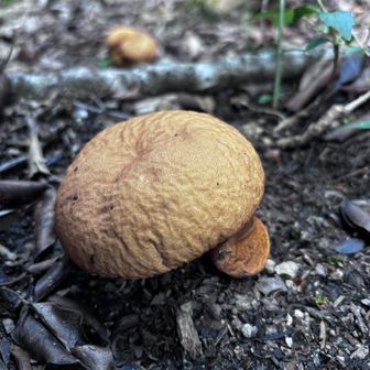 きのこ🍄‍🟫