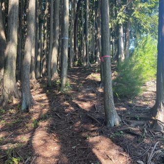YAMAPではオオヤマト山となっている周辺。紙地図では尾根分岐の記載。標識や分岐には気づかず通過していました。