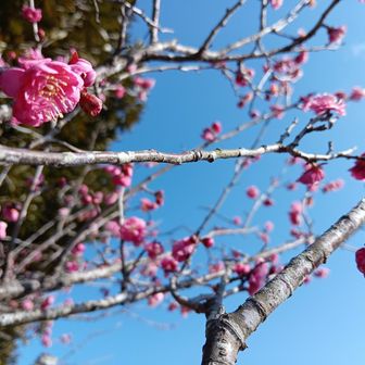 梅祭りの頃にはきっと綺麗だろうね〜🌸🌸この時期は元気なお花少ないから見るとみんな笑顔になるね〜☺️