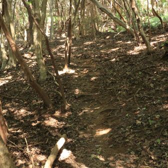 登る🥾