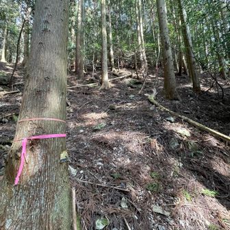 危険箇所ほぼなしの歩きやすい登山道