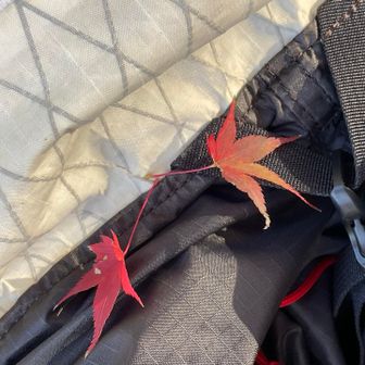 ザックに乗っていた🍁