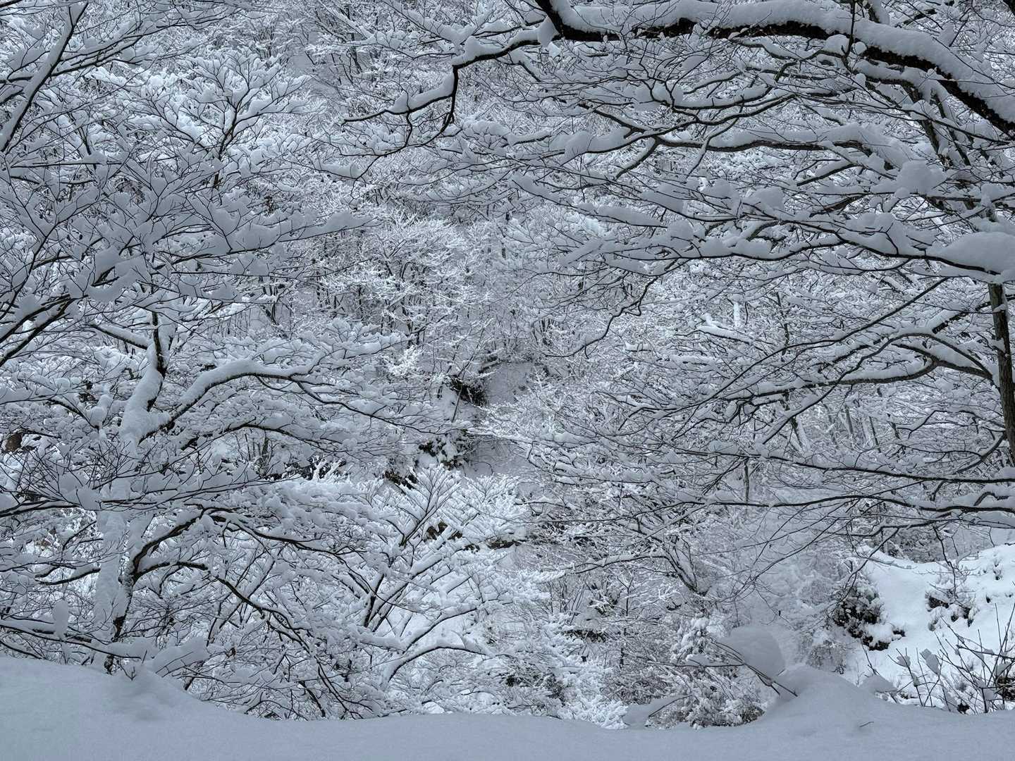 白銀の世界に抱かれます✨