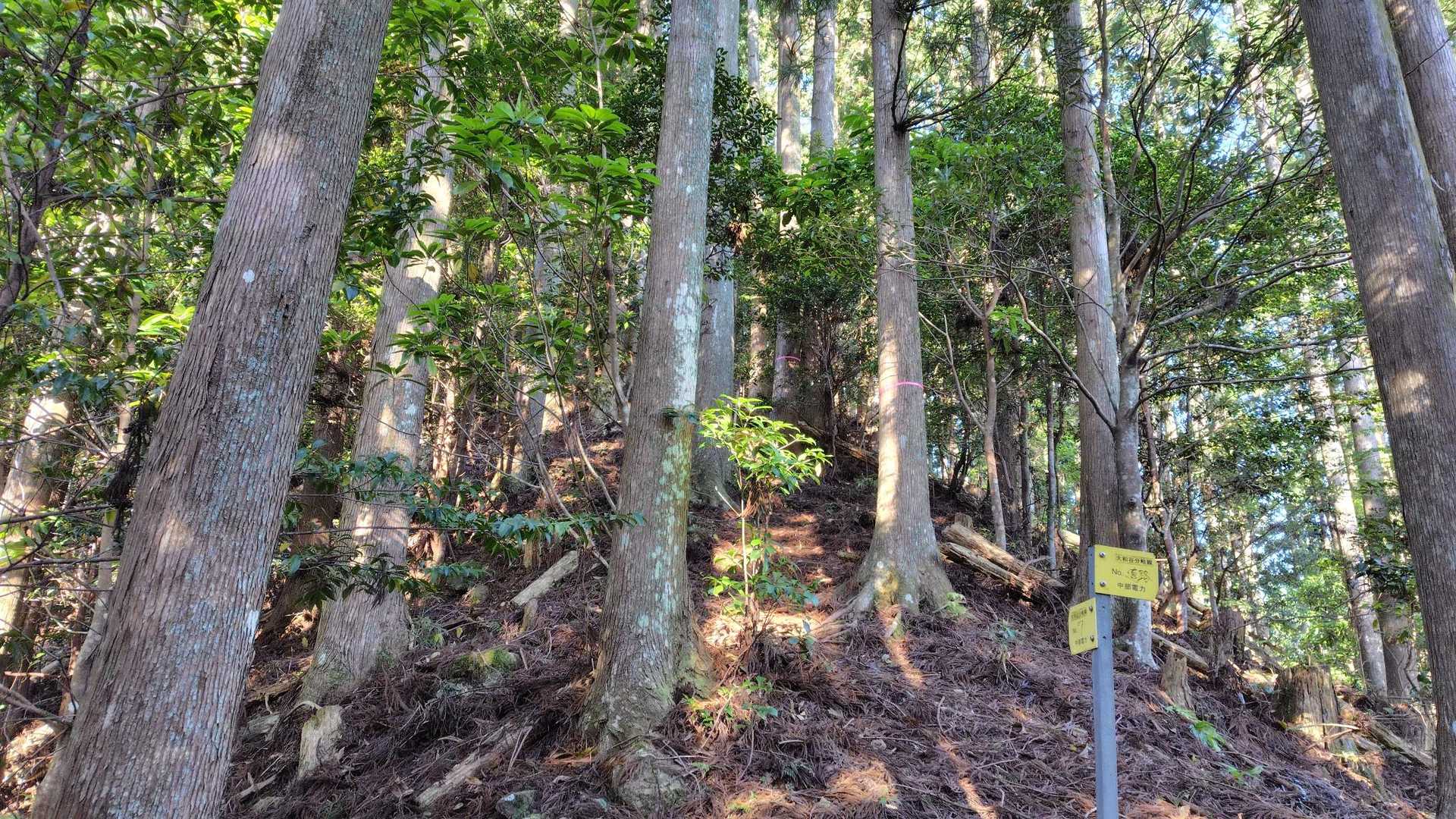 急登を登って尾根に出るが
尾根も急登
