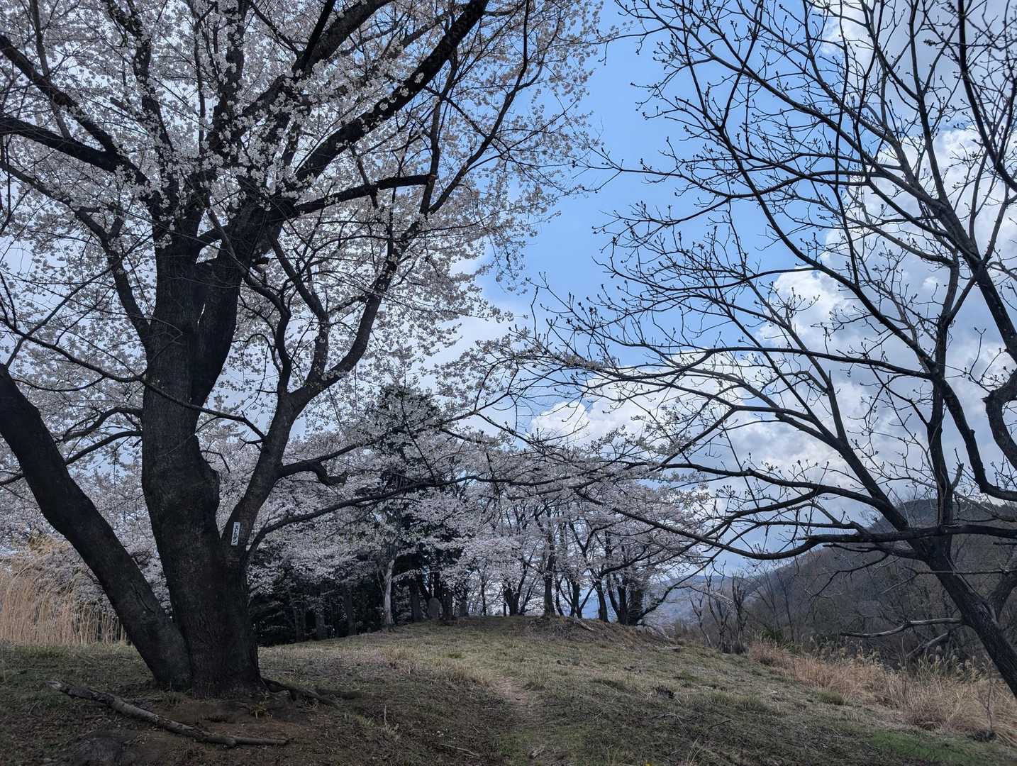 浅間山-桜峠-弓建嶺-三ッ俣尾山 往復コースの写真