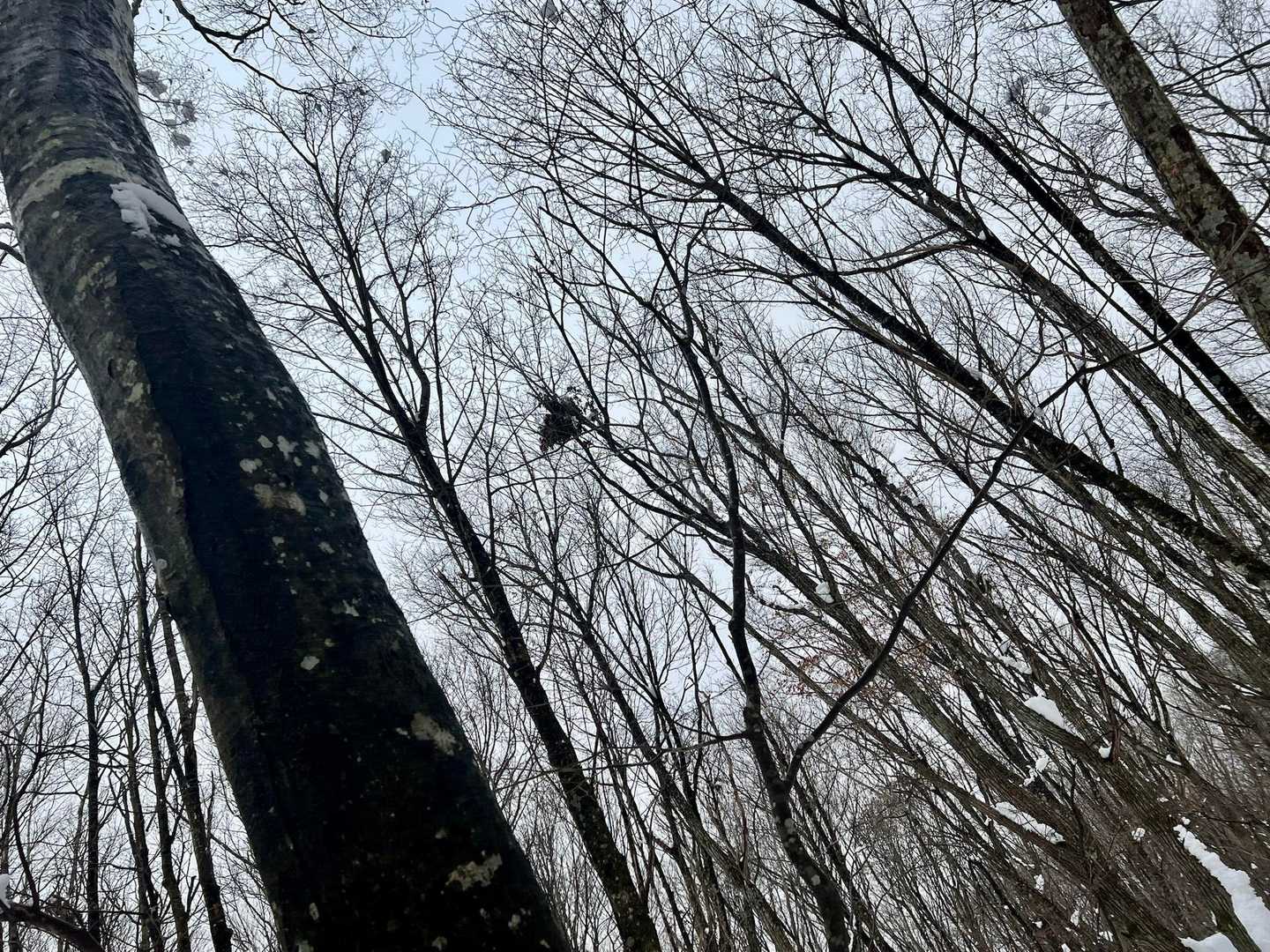 くまだな🐻！？