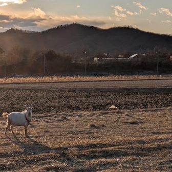 両崖山・仙人ヶ岳・石尊山 お手紙運ぶ🐐白ヤギさんもいた