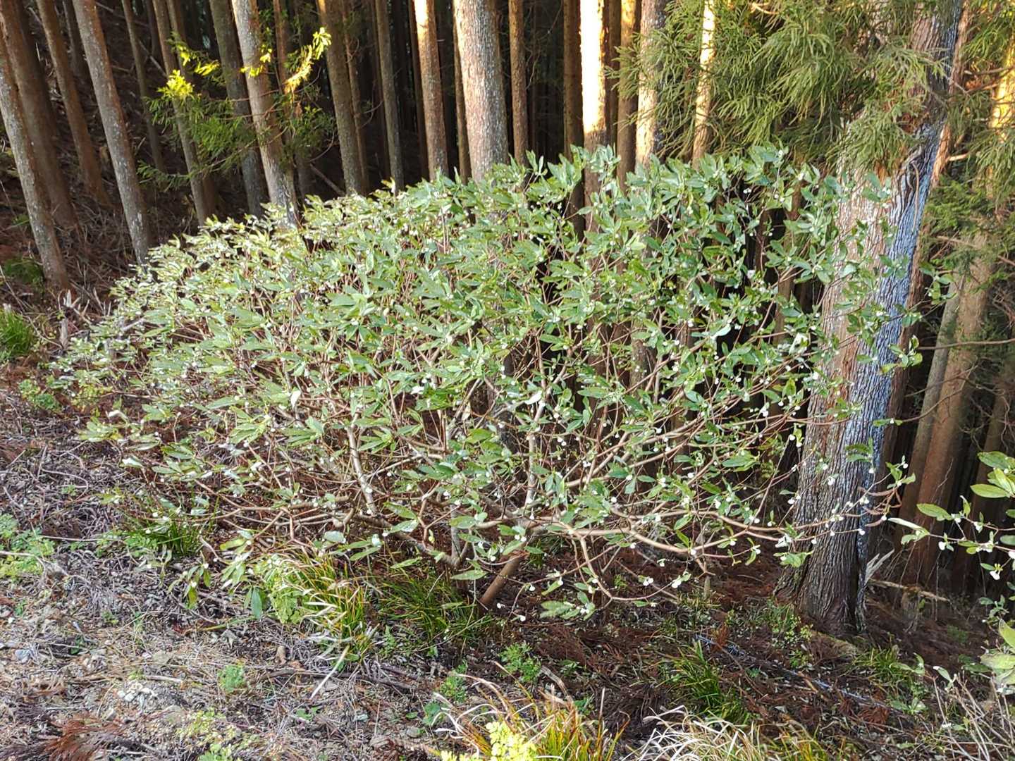 工事現場のすぐ脇で伐採されずに残ったミツマタ
もう、白い花が咲きかけていた