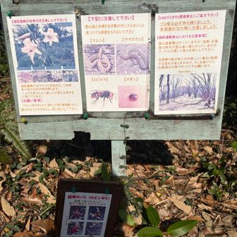 春になったので花楽しみです🌸
ただもうちょいしたら虫🐝が…