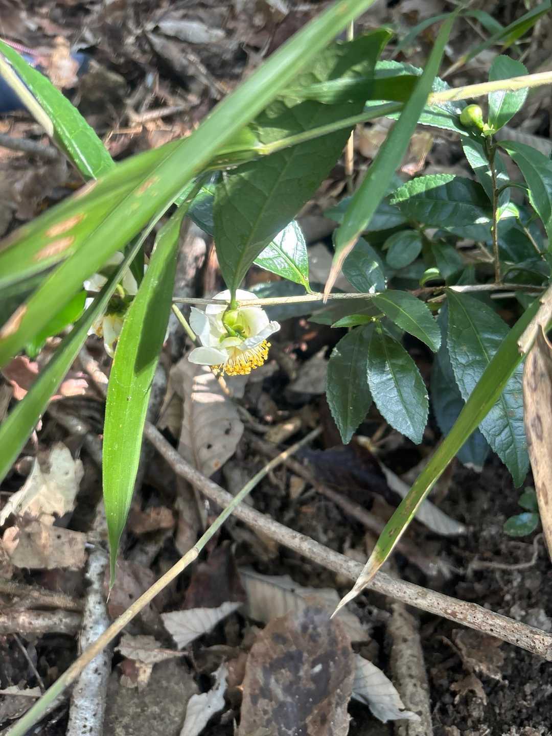 茶の木の花