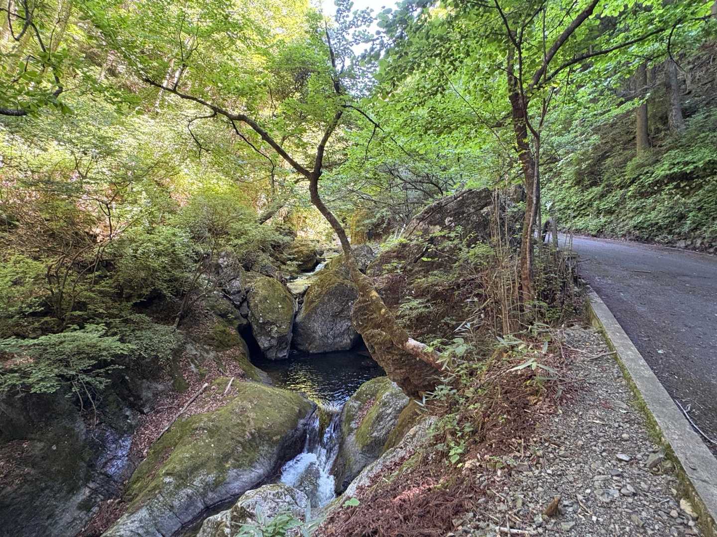 川苔谷 清流💦💦が涼しい
