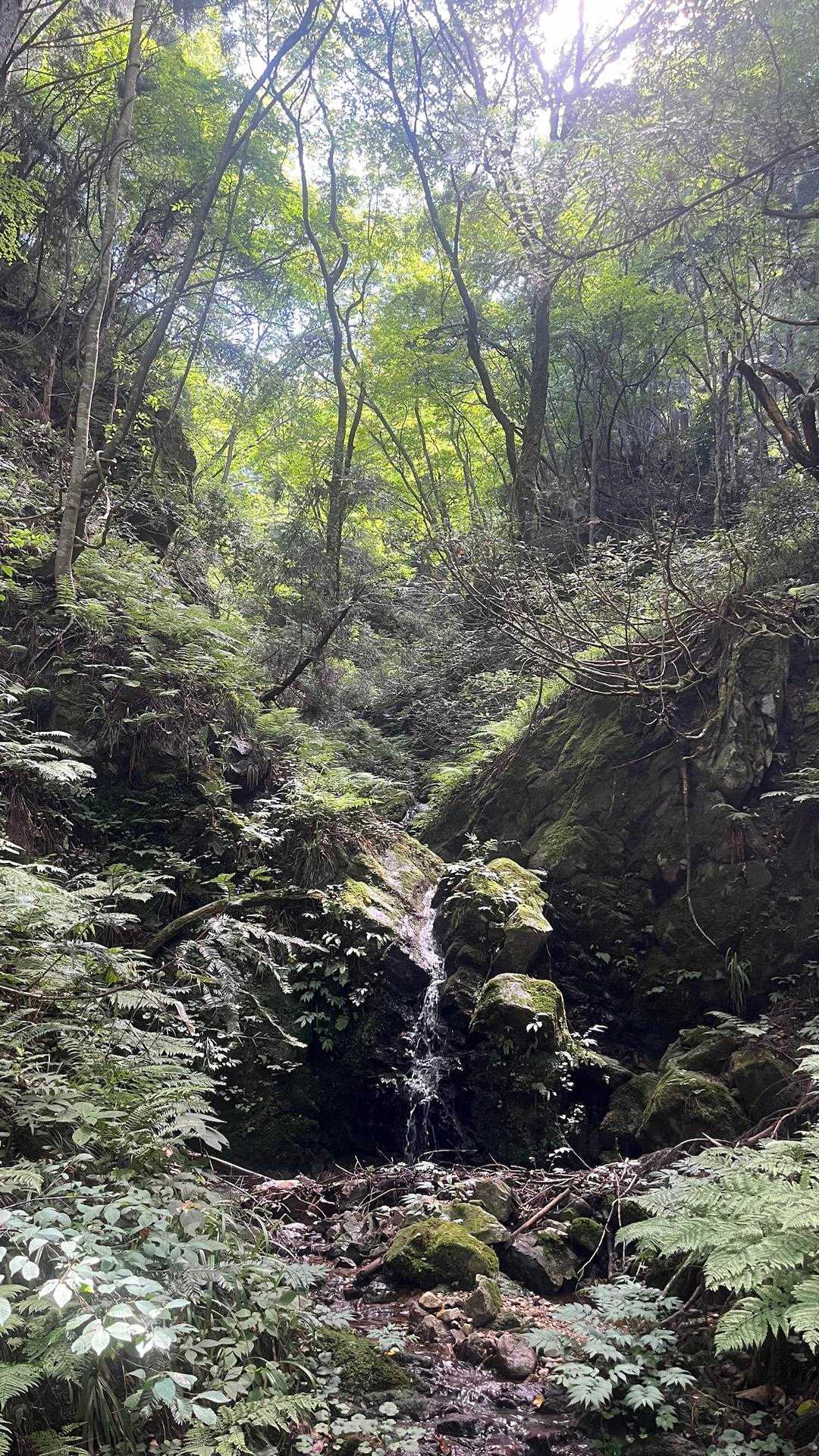 鯛ノ巣山 周回コースの写真