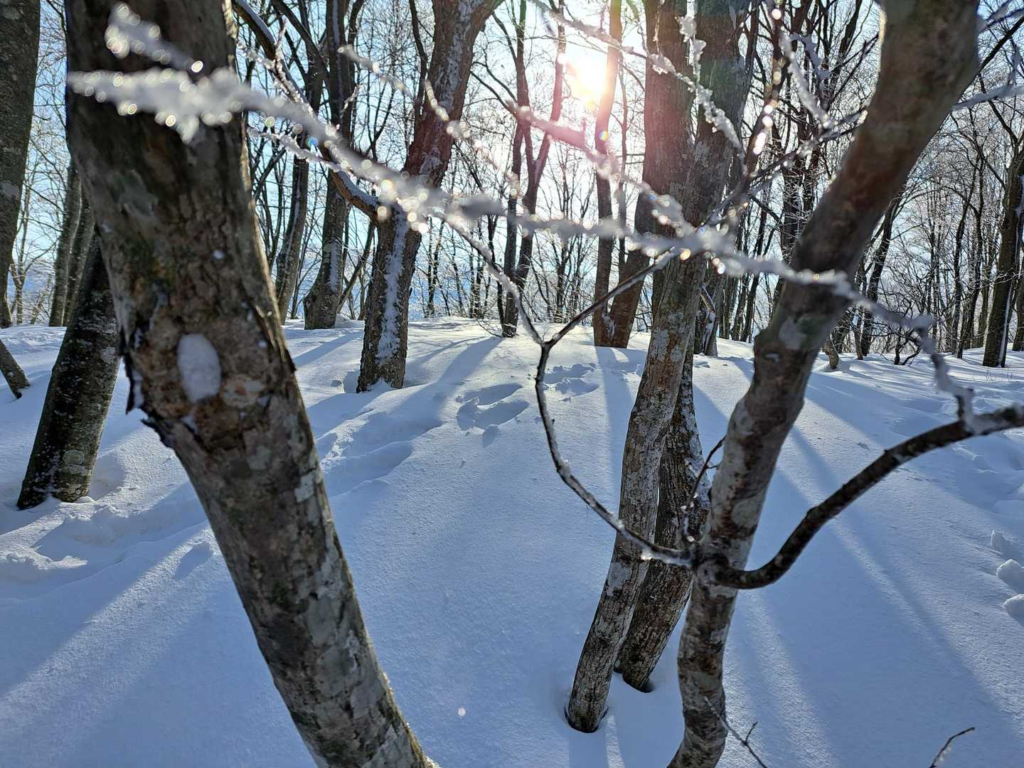 銀杏峯登山口-名松新道登山口-銀杏峯 往復コースの写真