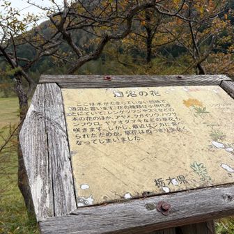 季節が違えば今でも多少は花が見られるのだろうか。