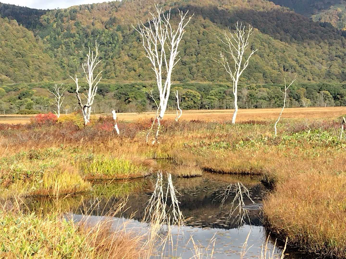 鳩待峠-見晴 往復コースの写真