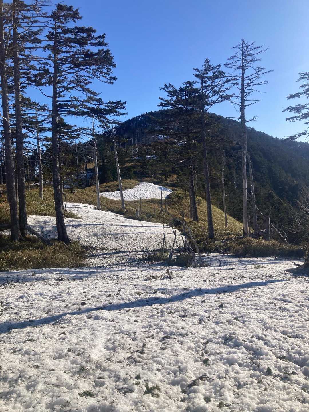 雪が広がってきたので、チェンスパ！
久々に雪山で使います😅
今年は、ザレだ下りで使うことが多かった