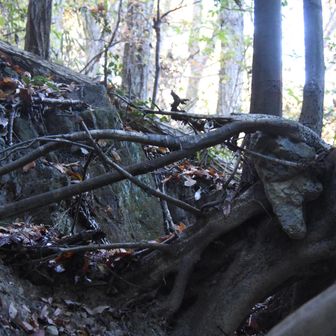 トトロコース案内