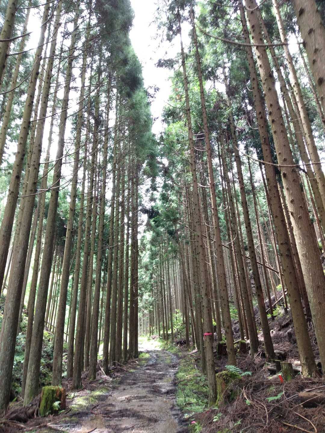 城山の写真