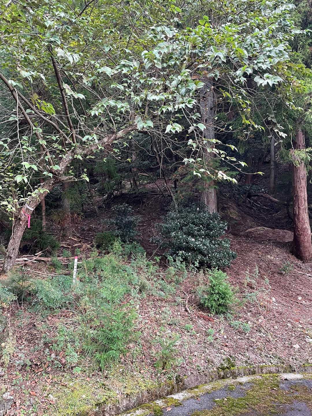 道を間違えながら何とか登山口に辿り着きました