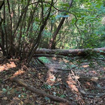 管理棟に行く、いつもの道が倒木で塞がれてました。しかしこの道はコアジサイが沢山咲いている道なので倒木を超えて行きました。
o(｀ω´ )o