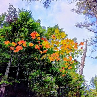 少し紅くなりかけている木々もありました🍁