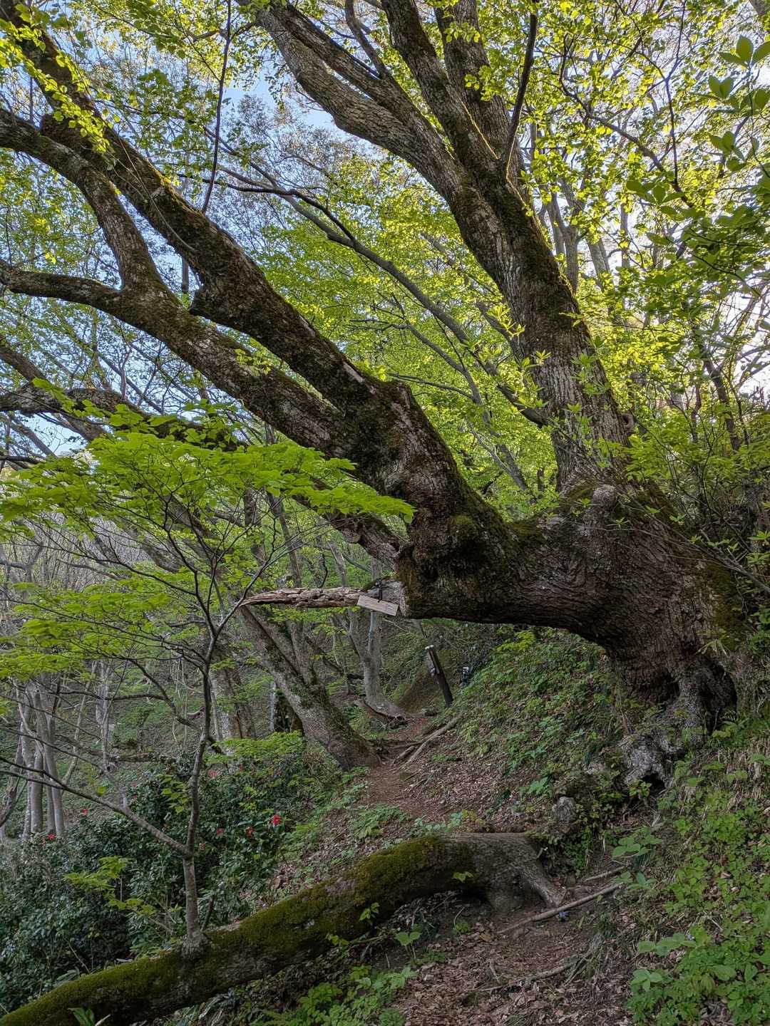 🌳巨木の下を通過