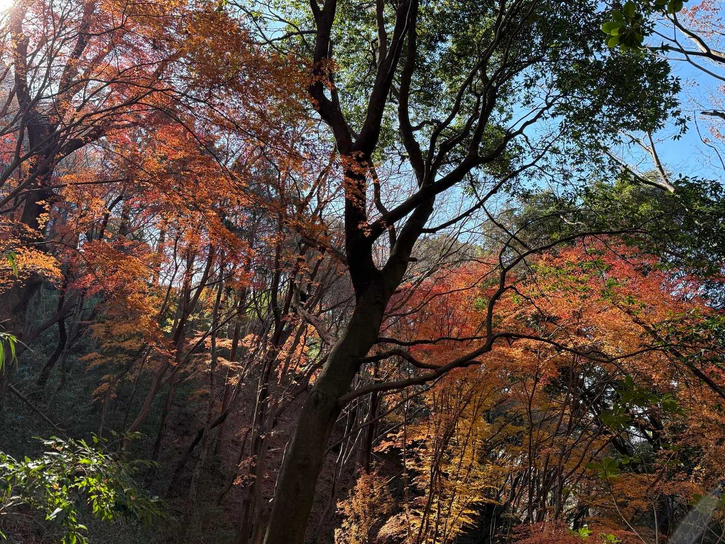 諏訪神社-市章山 往復コースの写真