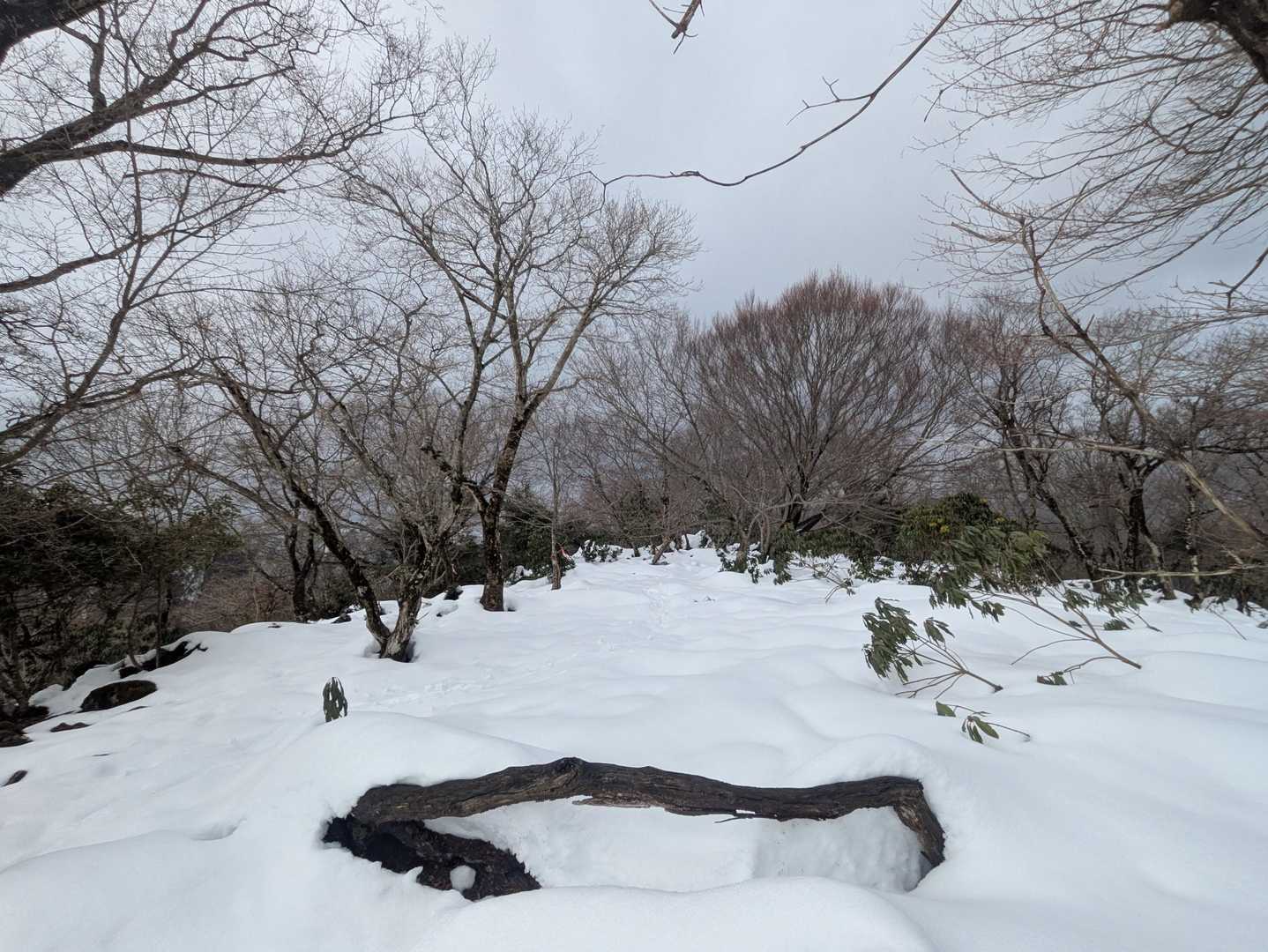 頂上の平