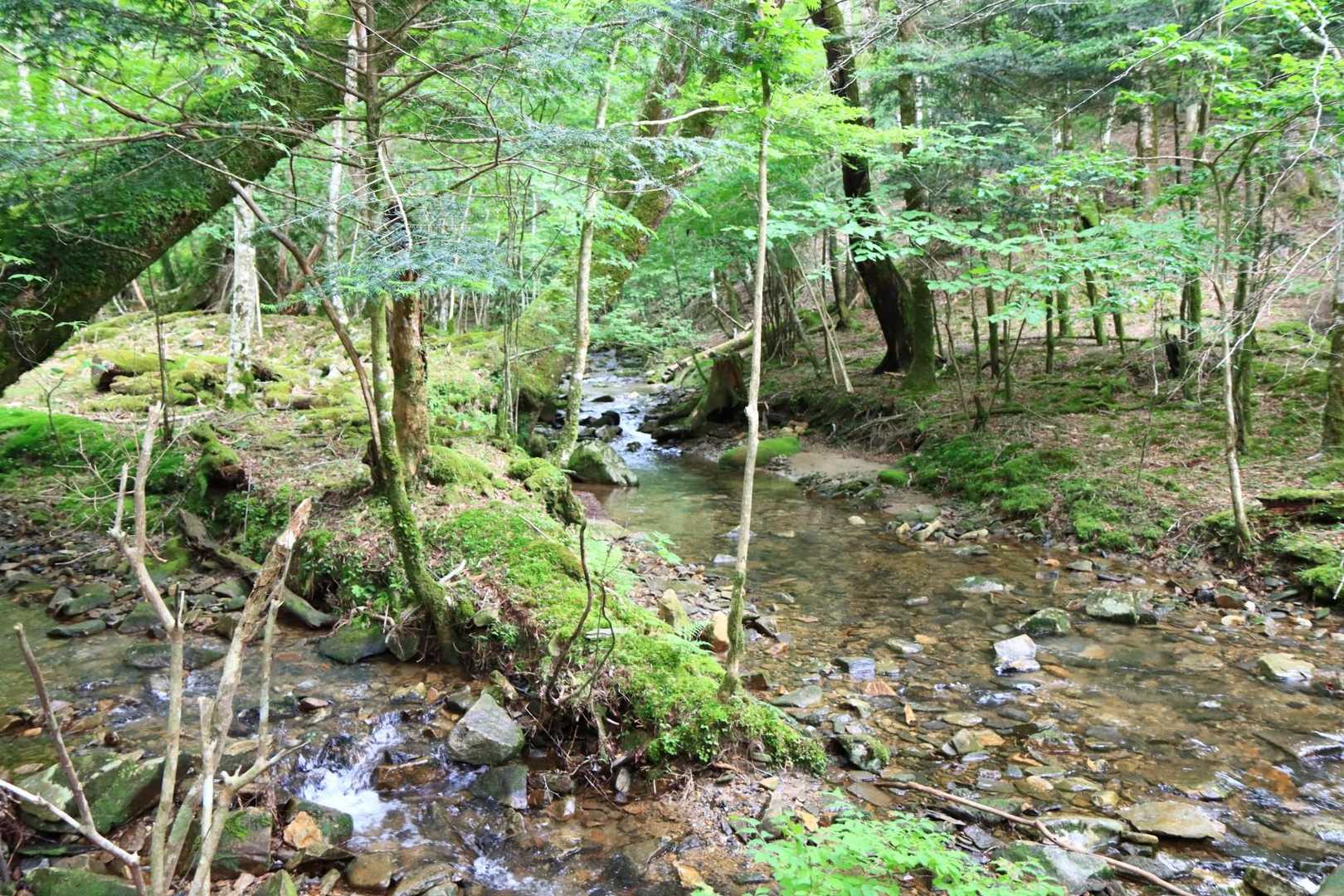 段戸湖周辺は沢が綺麗です。