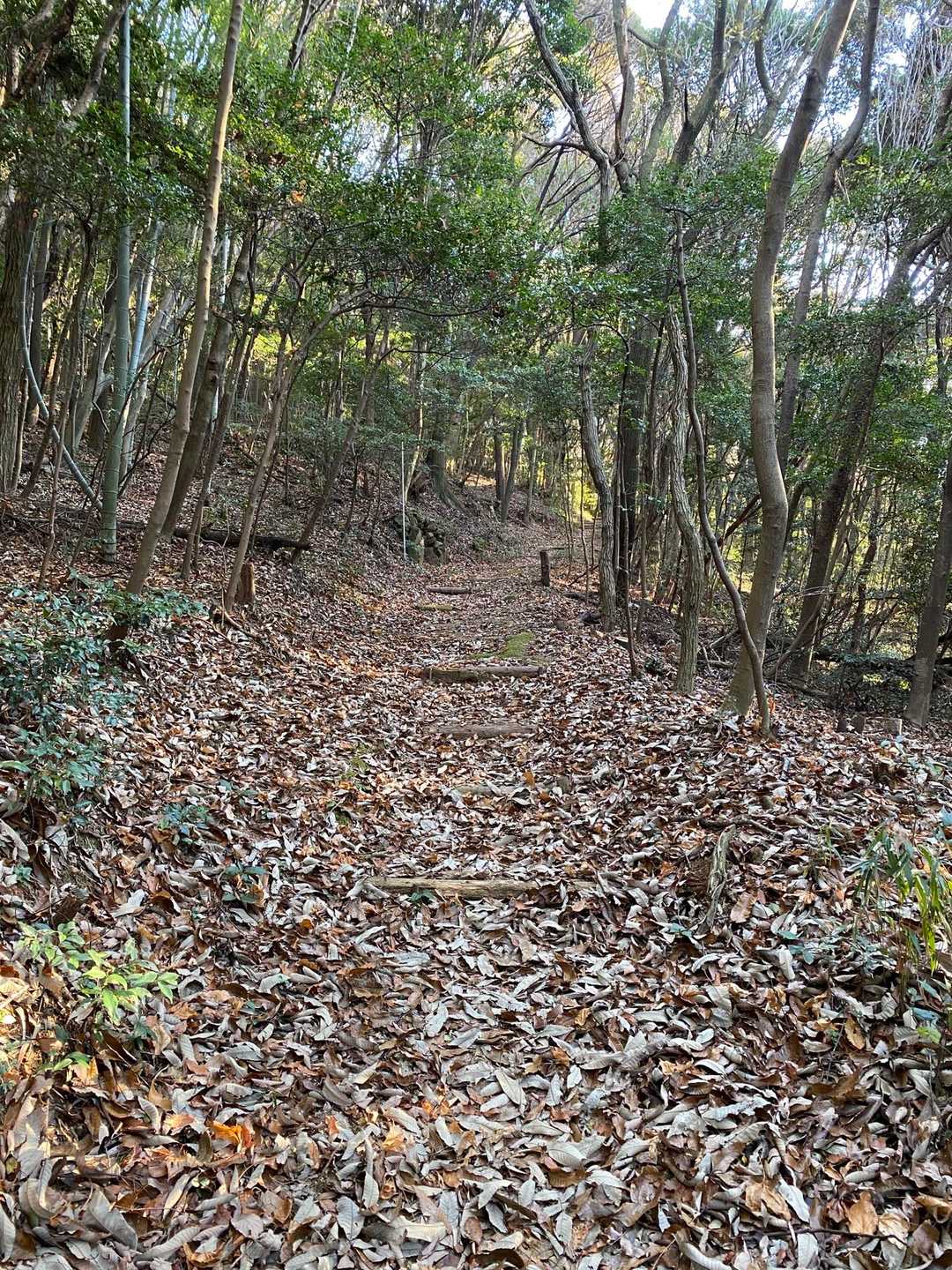 相変わらずの素敵ルート
危険な所や急登も無いので、散歩にはもってこいの山です。