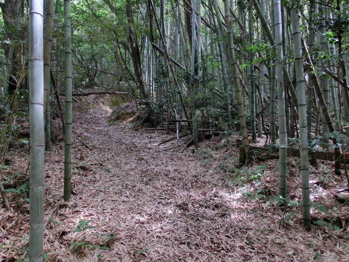 竹林が現れると、その先から傾斜が増していき