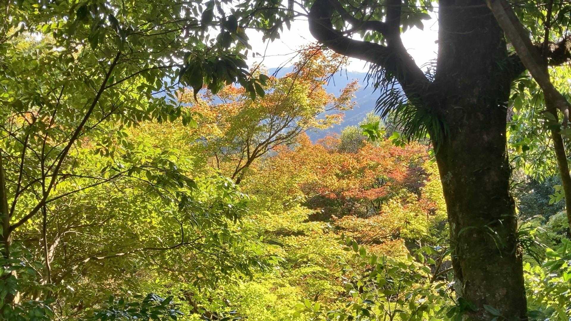 醍醐山 往復コースの写真