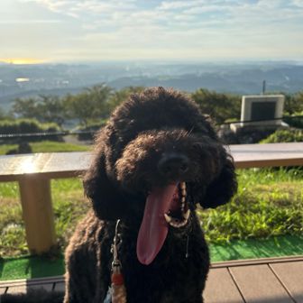 オイ、👅横から垂れてるよ犬タン