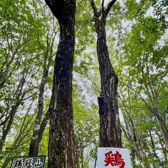 鶏冠山🐔