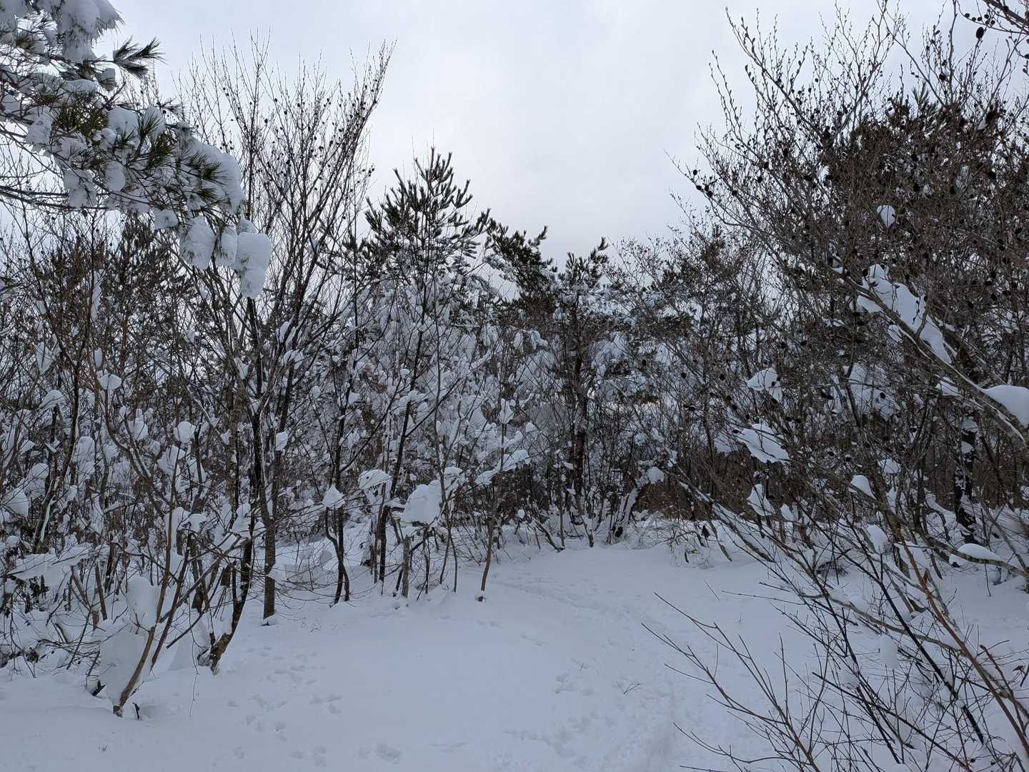 わぁお〜