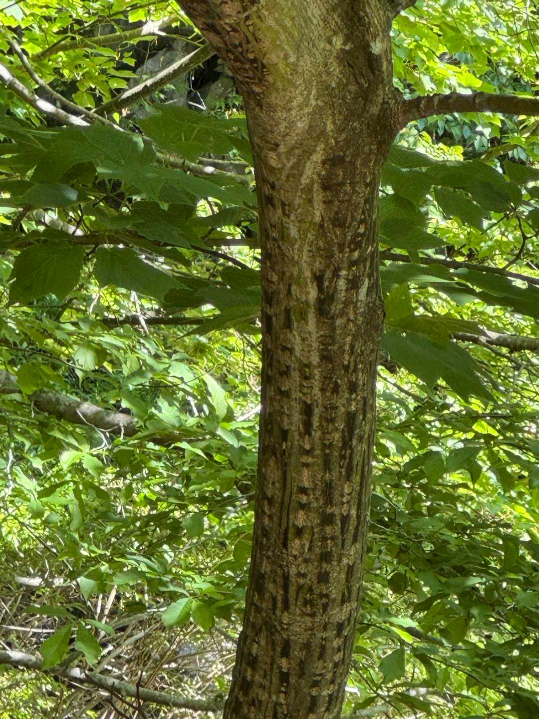 樹皮がマクワウリの実に似ている事から付いた名前だそうで…たくさん植っていました。