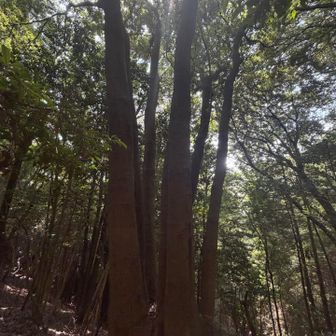 一株から…
